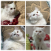 Triple Coat Persian cat